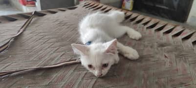 Persian Kitten For Sale