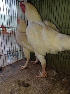 ko shamo egg laying pair available for sale