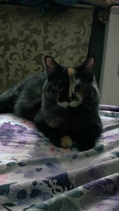 persian