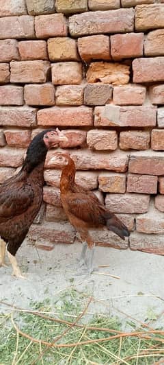 Mianwali aseel female and 4 Chicks  age 8 month old