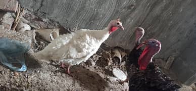 turkeys