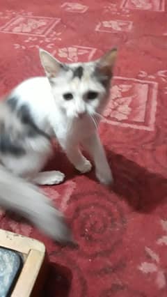 kitten