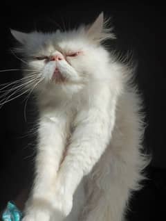 neutered peki male and female breeder