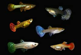 Guppy