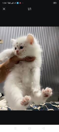 percian kittens