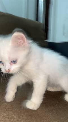 Persian