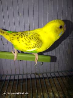 budgies pattha | lovebirds breeder pair | jawa breeder pair