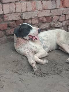 Young Pakistani bully female forsale
