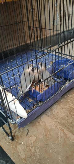 grey Java Finches available for sale