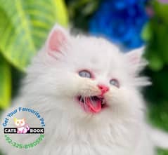 Persian Kittens | snow white Triple Coated|Punch face|cat