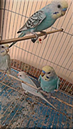 Mix Color Australian Parrots for Sale – Healthy & Active (Rawalpindi)