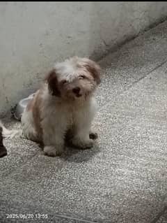 shitzu puppy/ Pup/ shitzu Dog / Dog for sale / shitzu