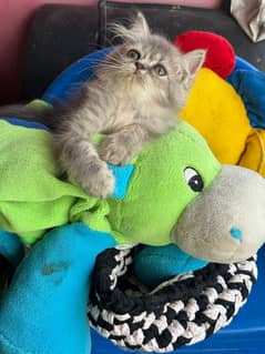 kitten