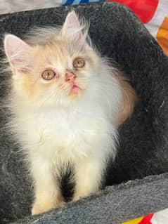 kitten | persian cat | Calico kitten | triple coated kittens