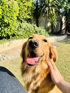Golden retreiver female