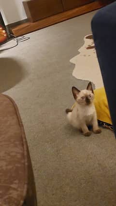siamese