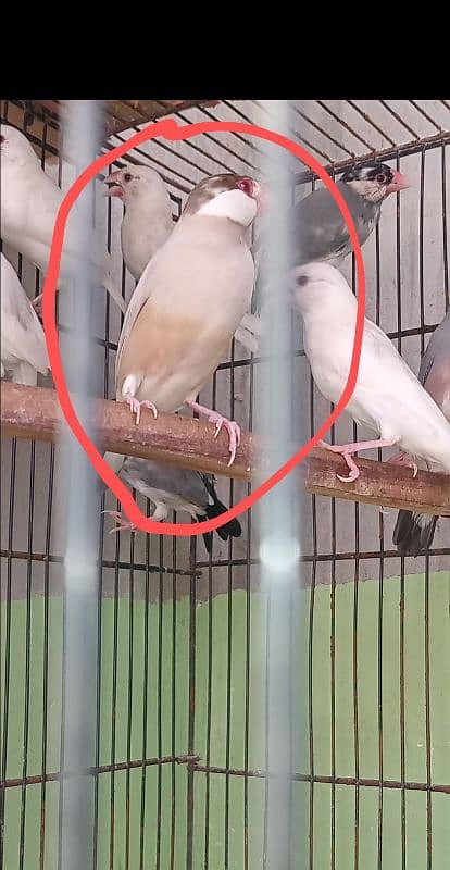 Fawn Java Albino java 0