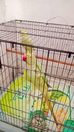 2 parrots pair