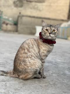 Healty Friendly cats (read)