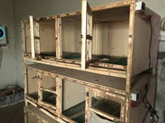 Brooder | brooder for chicks | Automatic brooders