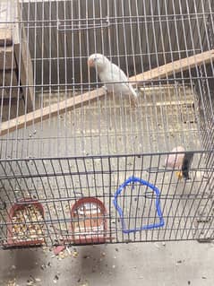 Albino black eye | albino split | love bird