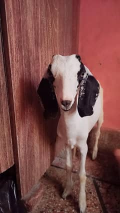 bakri ki bachi