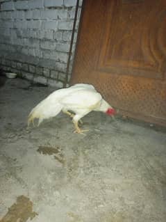 heera bareeder pair
