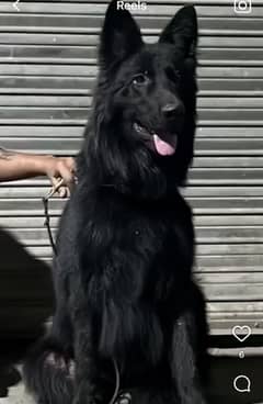 Shadow