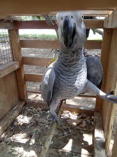 Gray parrot
