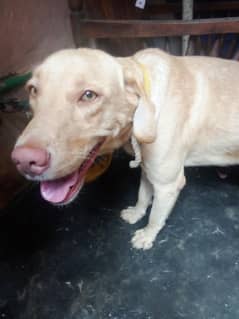 Labrador