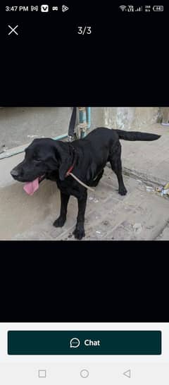 Labrador
