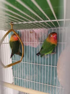 Love birds | Parrots | 2 Pairs parrots