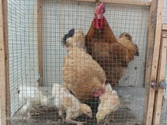 Golden Buff Pair with Chicks