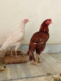 aseel high quality aseel pure Heera blood pair