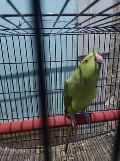parrot
