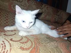 Cate for sale