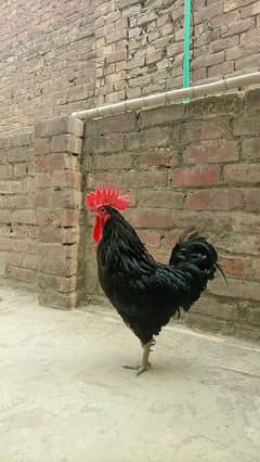 Australorp for sale | 1 Murgha 2 Murghia eggs lying | active & healthy