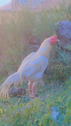 Aseel Heera breeder
