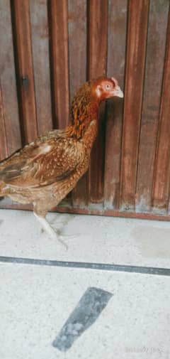 Aseel hen