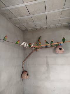 love birds green fisher albino complete setup for sale