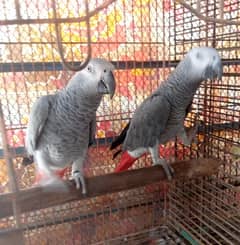 GRRY PAROOT PAIR /03152248124