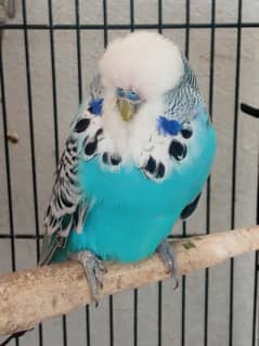undersize, exhibition budgie males