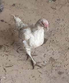 Aseel white female
