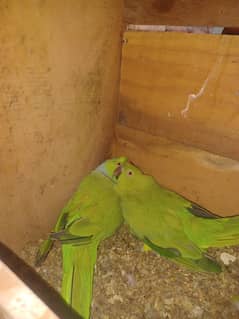Green Bird