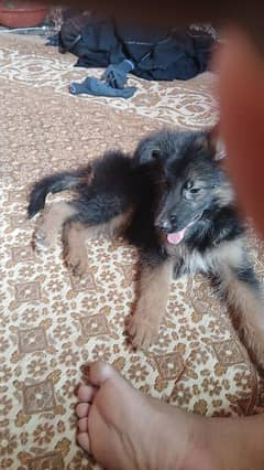 German sheperd female puppy available for sale call 03183947983