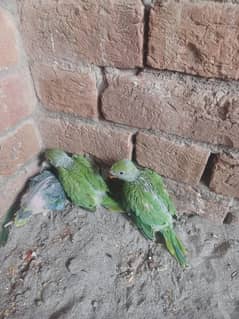 green Bird