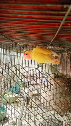 lutino love bird for sale
