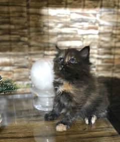 Persian Cats |Cute| Kittens | Persian Cats For Sale|