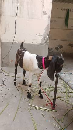 3 month age hai