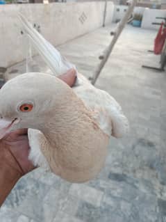 میں اپنا کبوتر بھیجنا چاہتا ہوں
